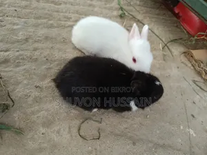 Baby Rabbits