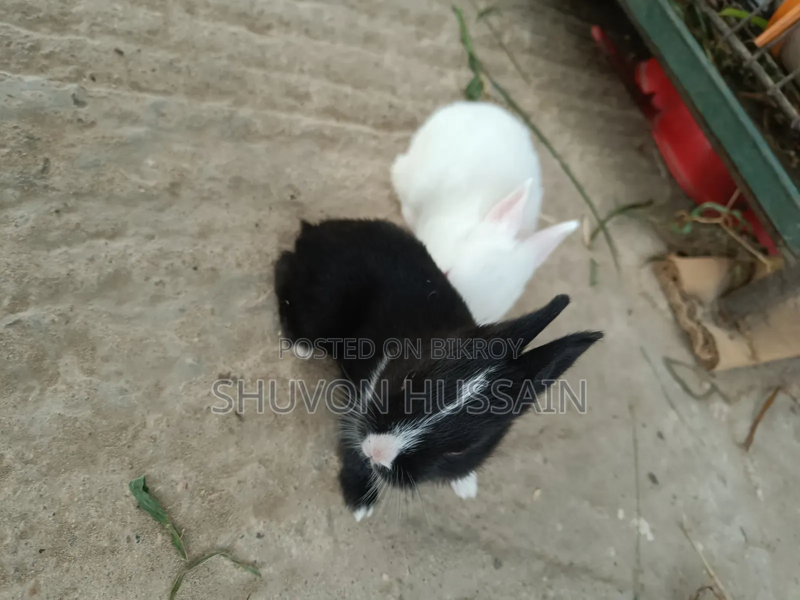Baby Rabbits