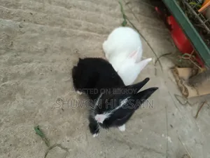 Baby Rabbits