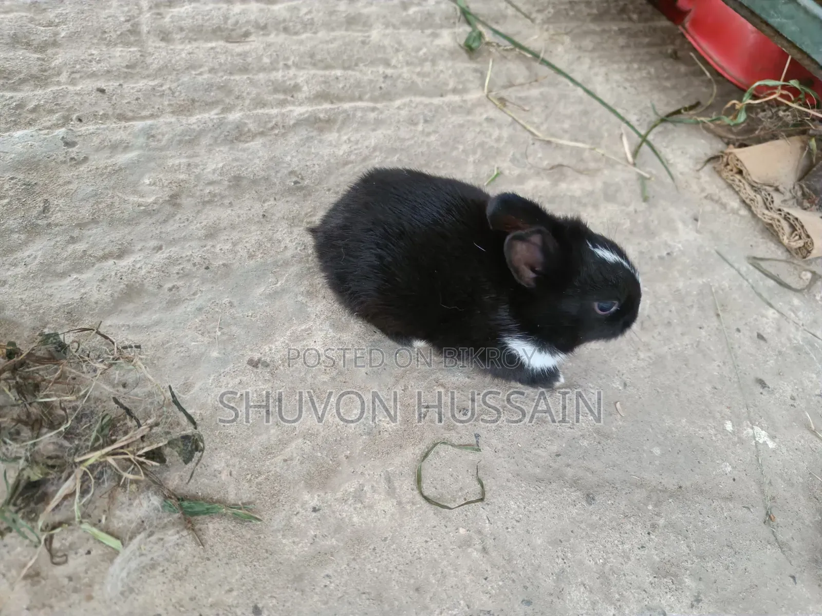 Baby Rabbits