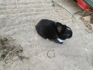 Baby Rabbits