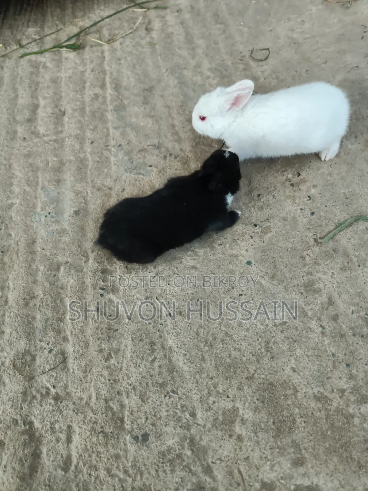 Baby Rabbits
