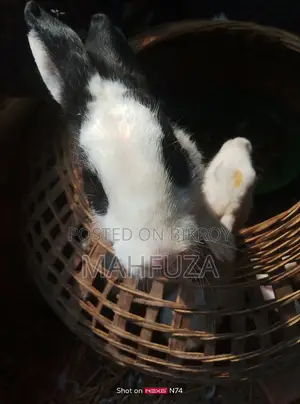 Will sell rabbits