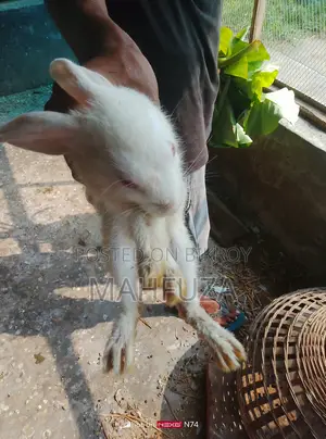 Will sell rabbits