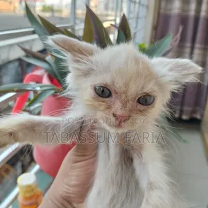 ০-১ মাসের ফিমেল মিক্সড ব্রিড পার্সিয়ান