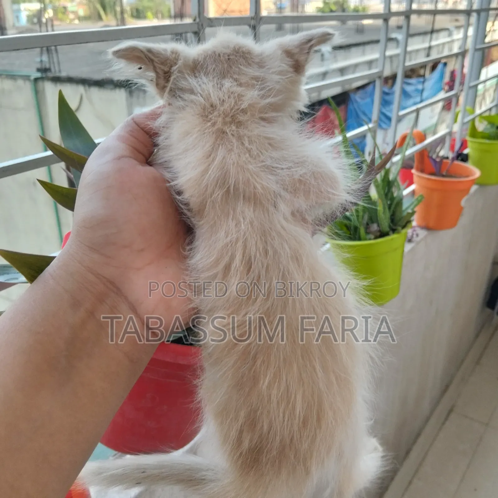 ০-১ মাসের ফিমেল মিক্সড ব্রিড পার্সিয়ান
