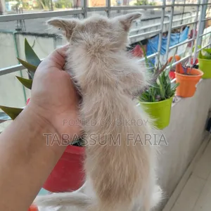 ০-১ মাসের ফিমেল মিক্সড ব্রিড পার্সিয়ান