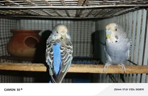 বাজিগার পাখি [ মাস্টার পেয়ার ]