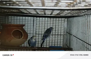 বাজিগার পাখি [ মাস্টার পেয়ার ]