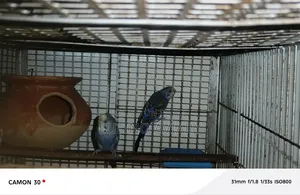 বাজিগার পাখি [ মাস্টার পেয়ার ]