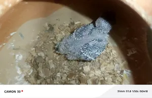 বাজিগার পাখি [ মাস্টার পেয়ার ]