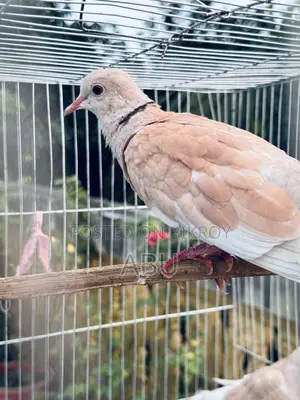 অস্ট্রেলিয়ান ঘুঘু