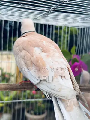 Australian Dove