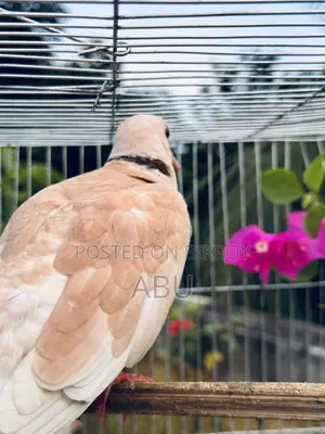 Australian Dove