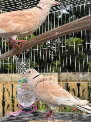 Australian Dove