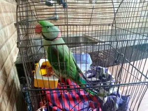 কথা বলা সুন্দর পোষা টিয়া পাখি বিক্রয় করা হবে