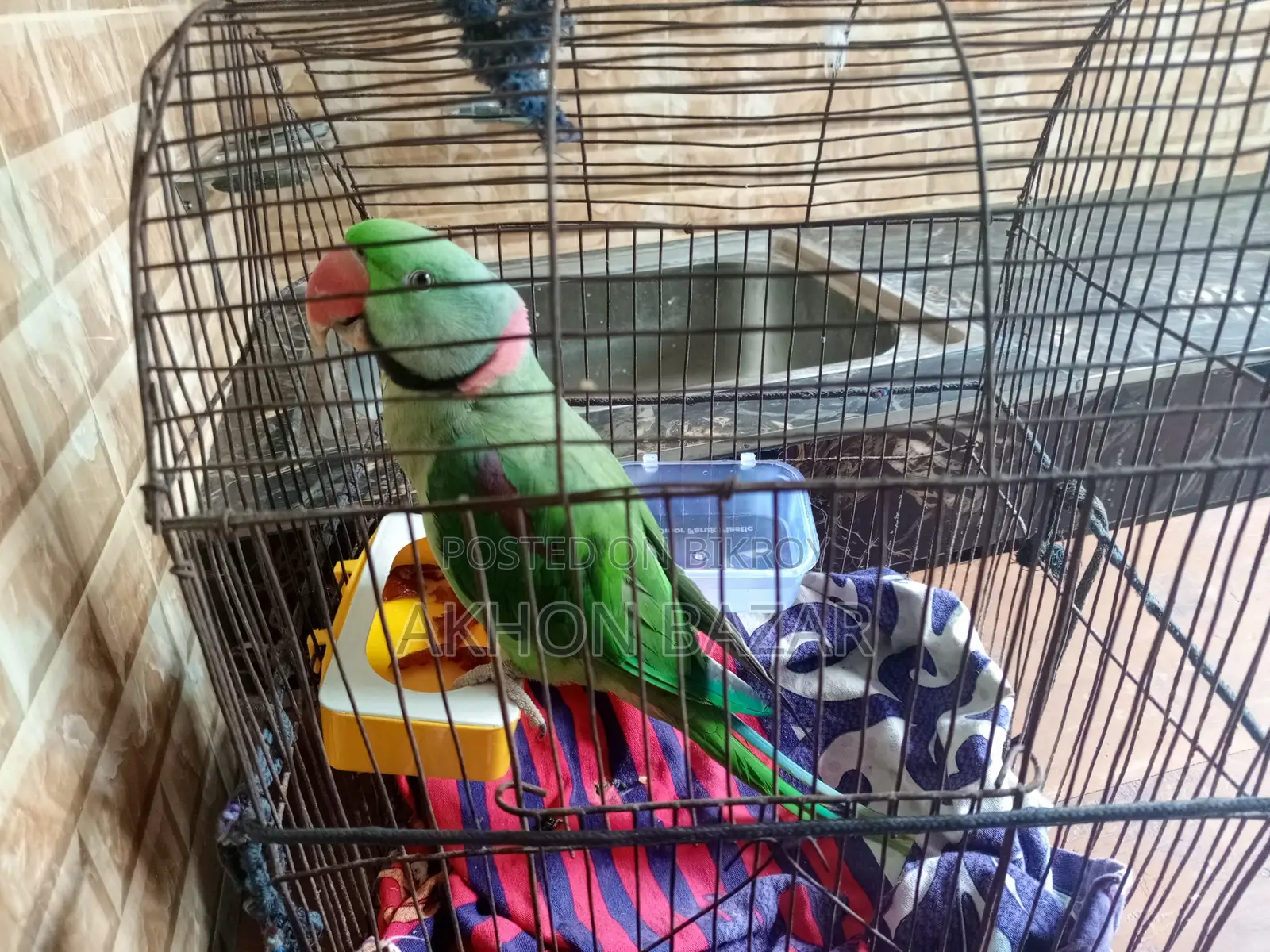 কথা বলা সুন্দর পোষা টিয়া পাখি বিক্রয় করা হবে