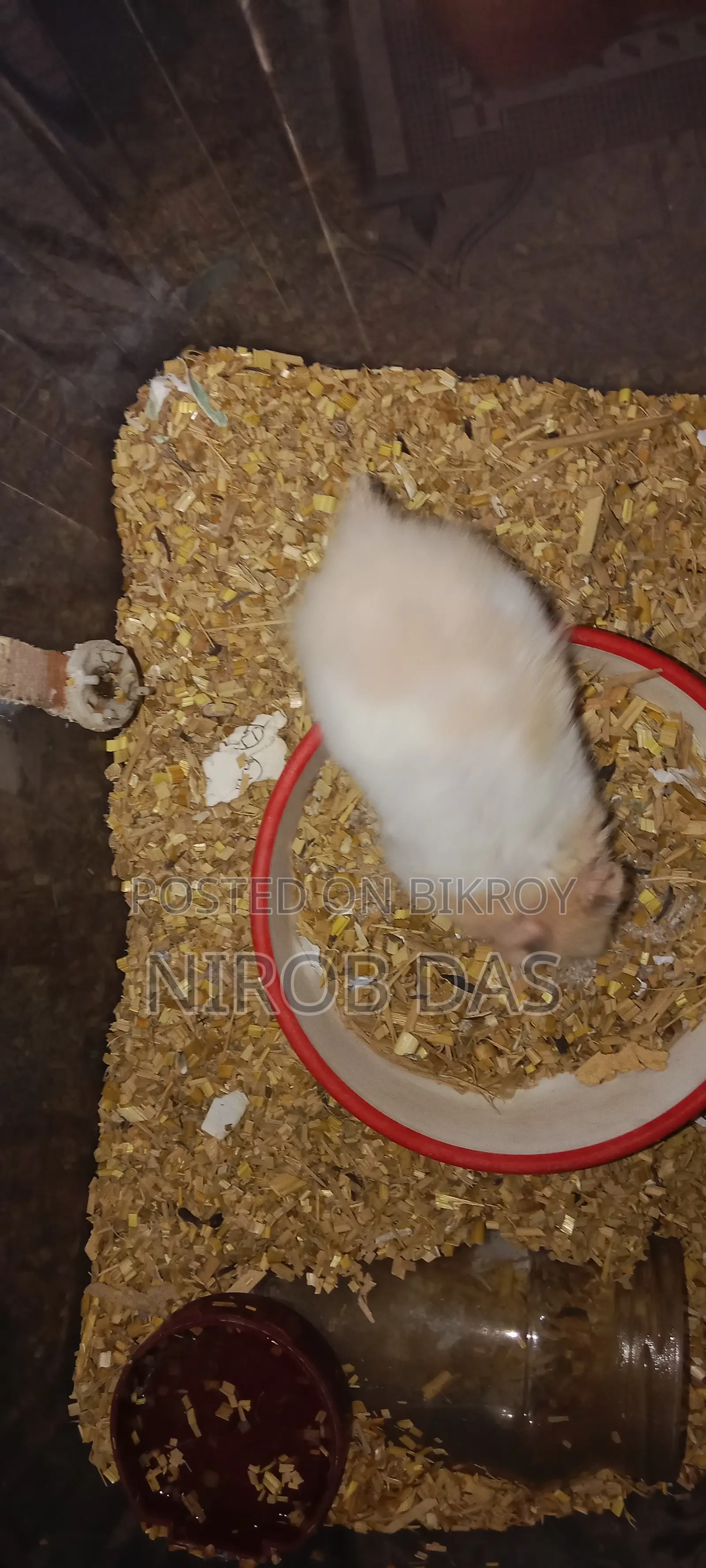 Syrian Hamster 1 Pair Age 2 Month 16 Days