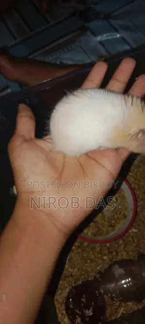 Syrian Hamster 1 Pair Age 2 Month 16 Days