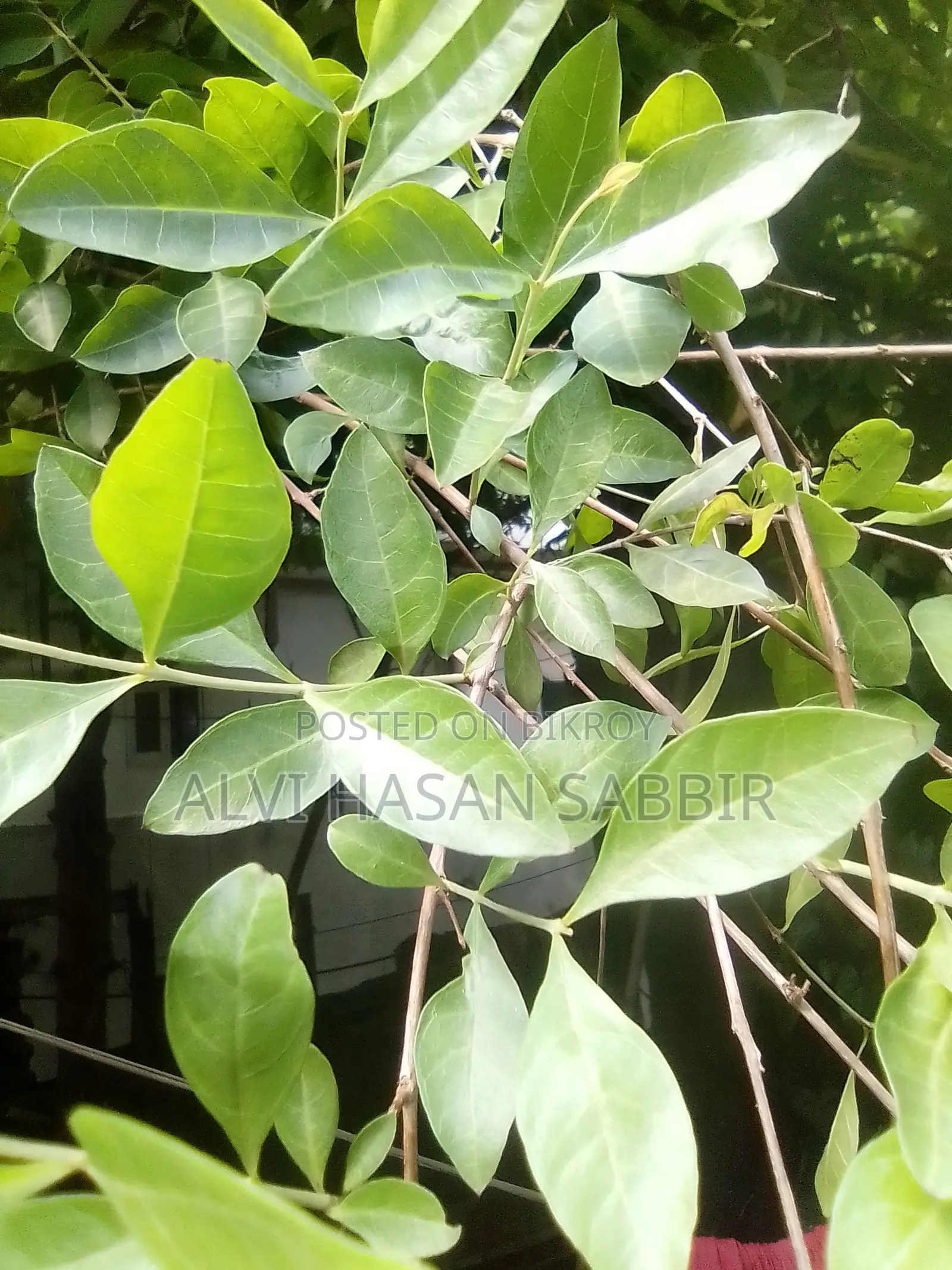 মেহেদী পাতা