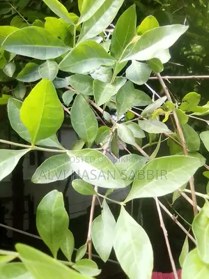 Henna Leaves