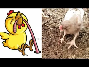 কেঁচো লাইভ ফুড মিল ওয়ার্ম