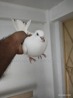 রাজশাহী গিরিবাজ মাদি