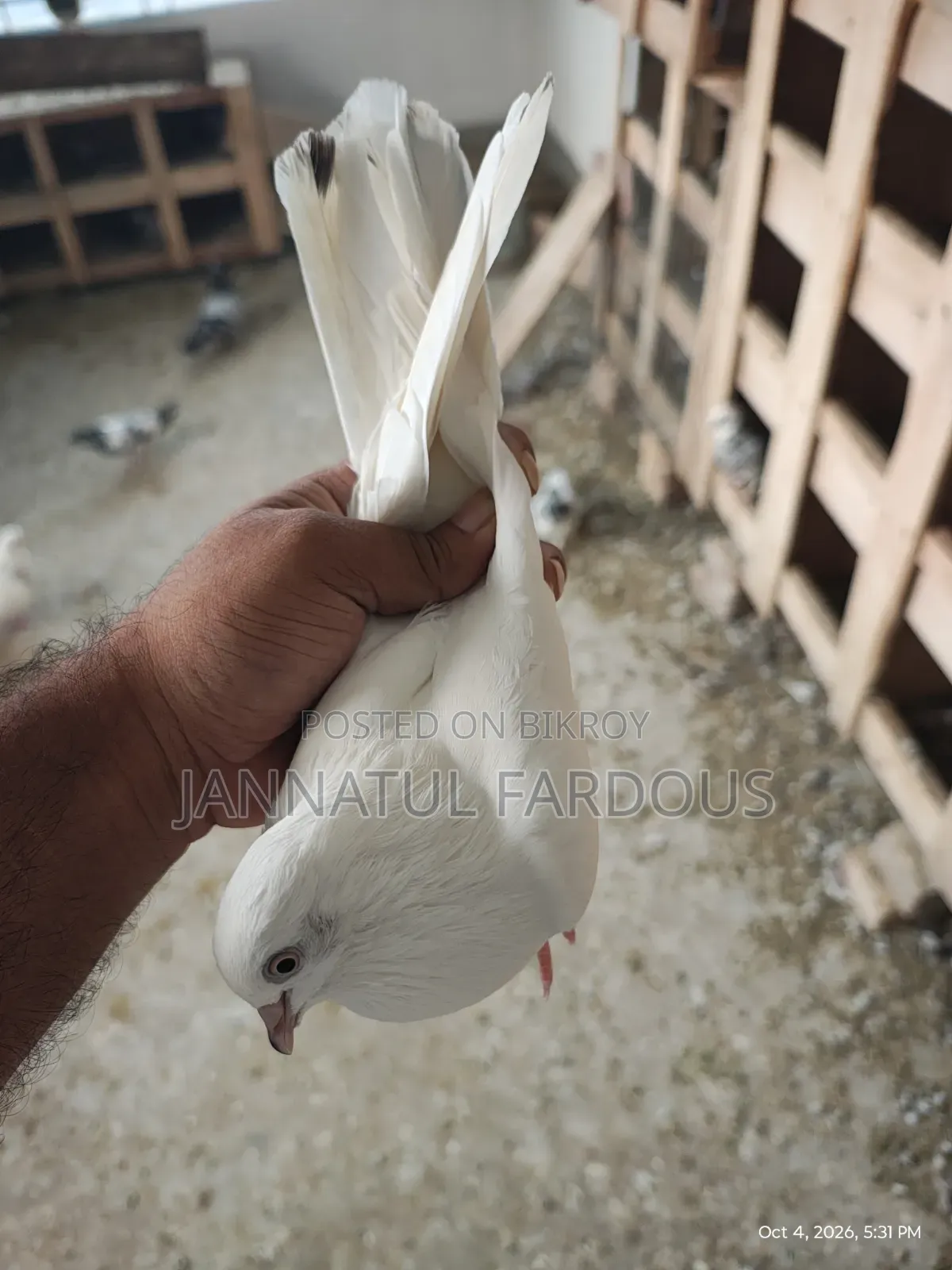Rajshahi Giribaj Female Pigeon