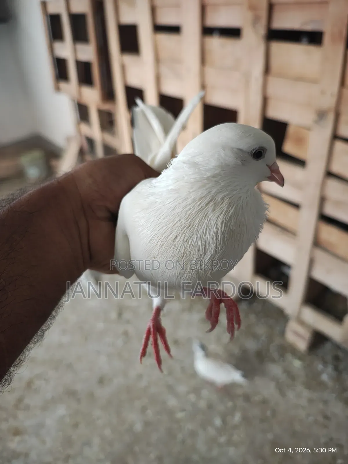 Rajshahi Giribaj Female Pigeon