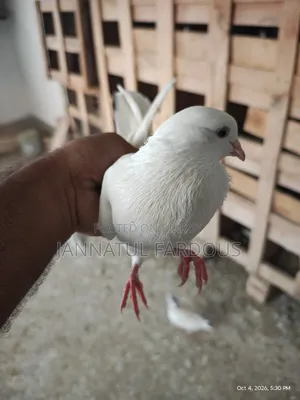 Rajshahi Giribaj Female Pigeon