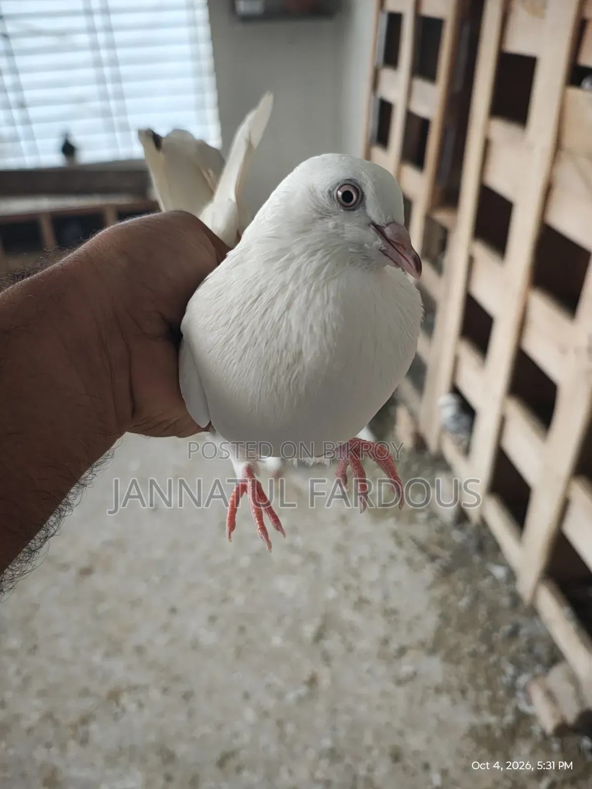 Rajshahi Giribaj Female Pigeon