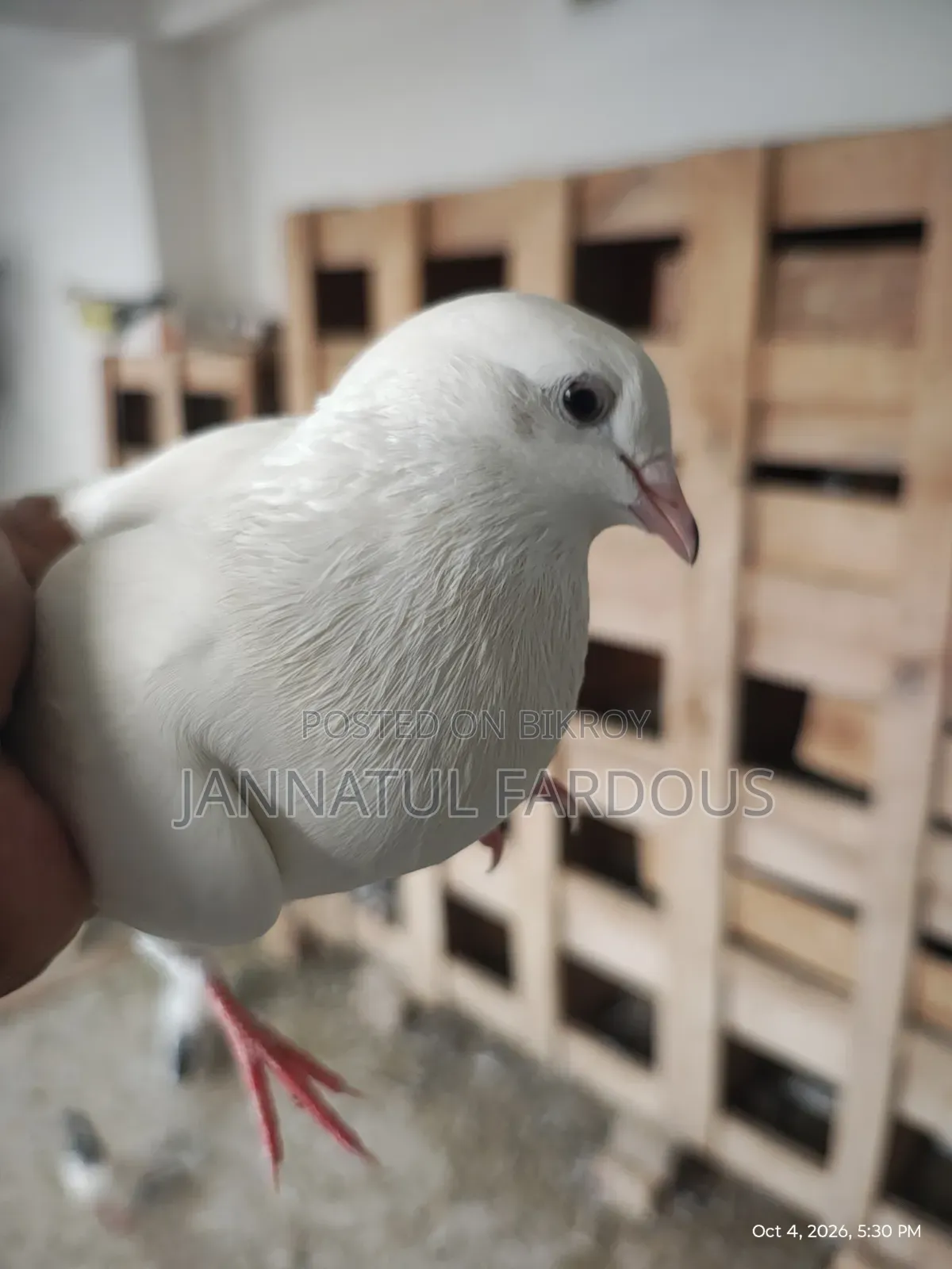 Rajshahi Giribaj Female Pigeon