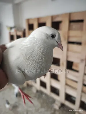 Rajshahi Giribaj Female Pigeon