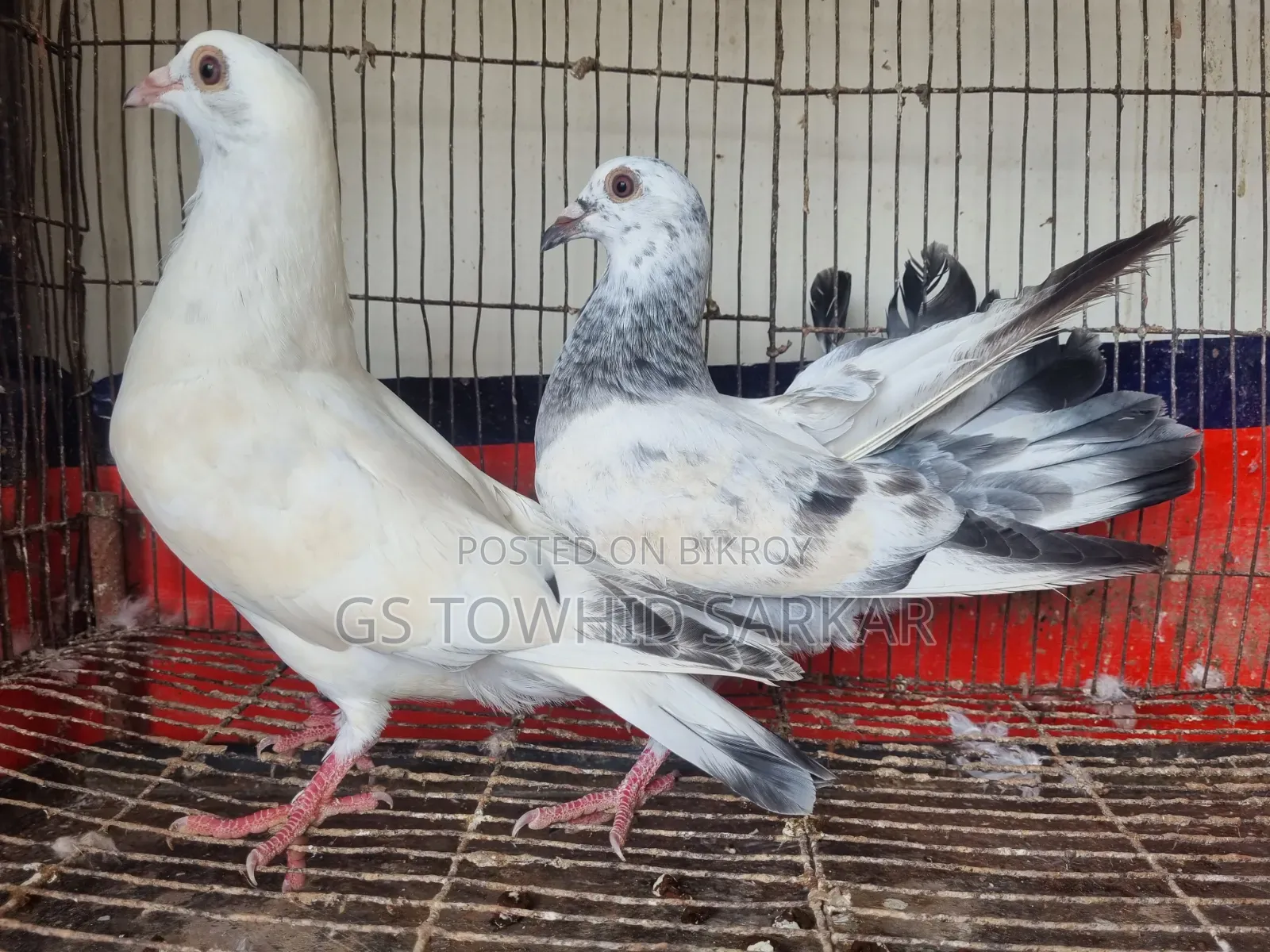 MashaAllah Some Good Quality Pigeons for Sale