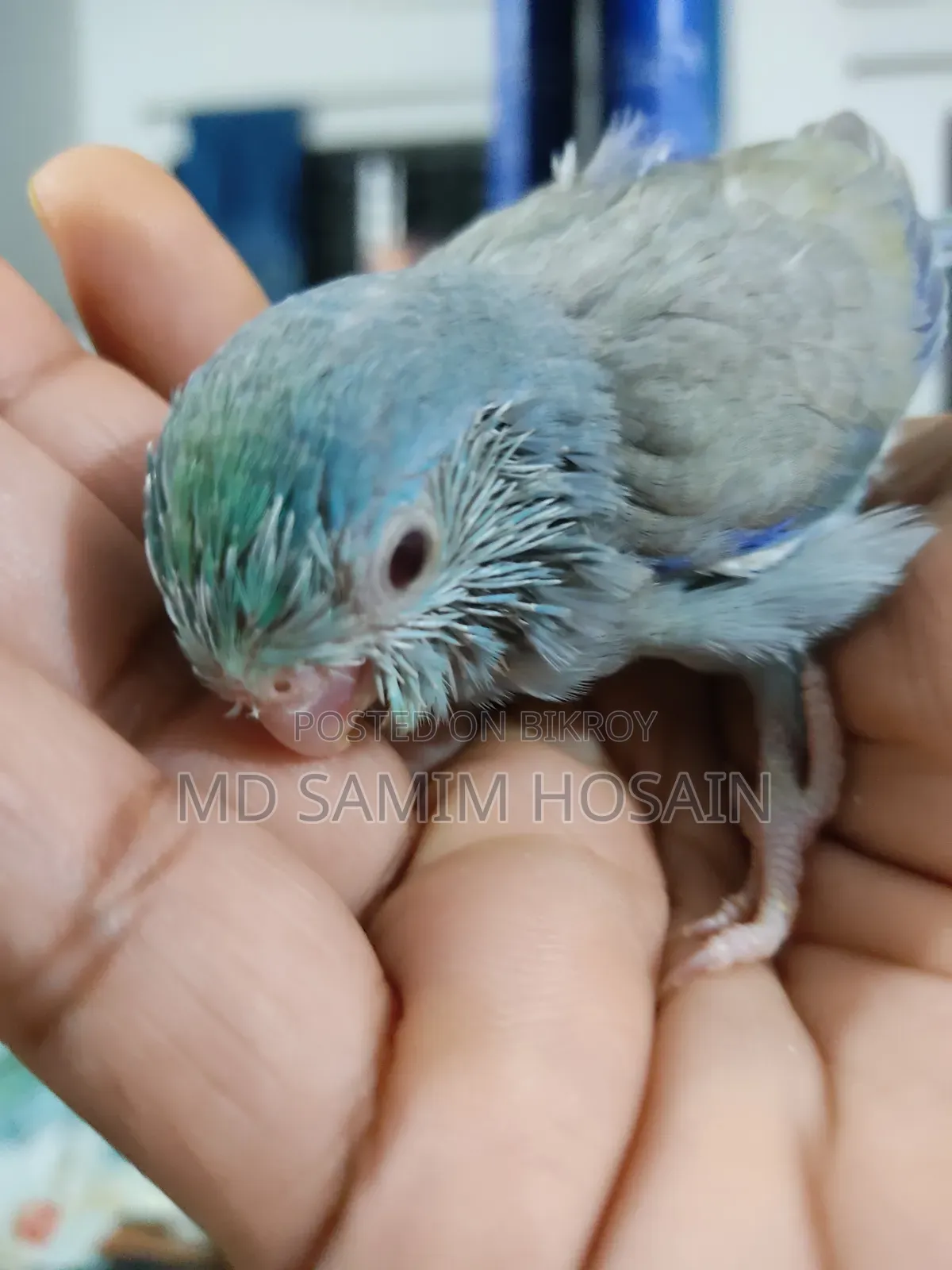 Forpus Marble Fallow Baby