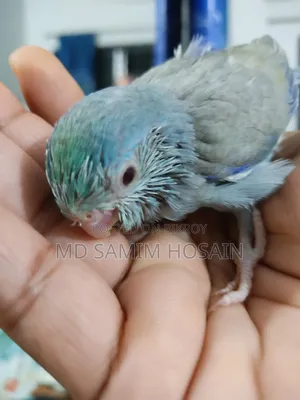 ফরপাস মারবেল ফ্যালো বেবি