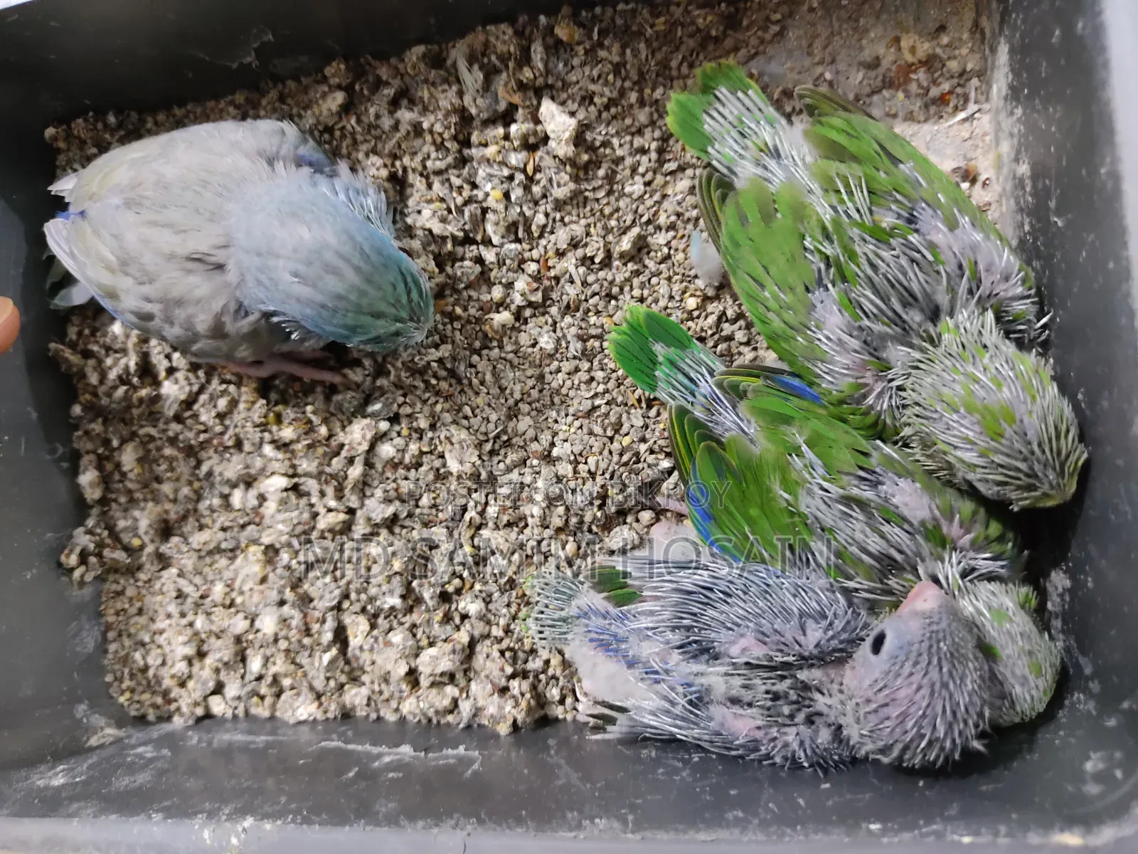 Forpus Marble Fallow Baby