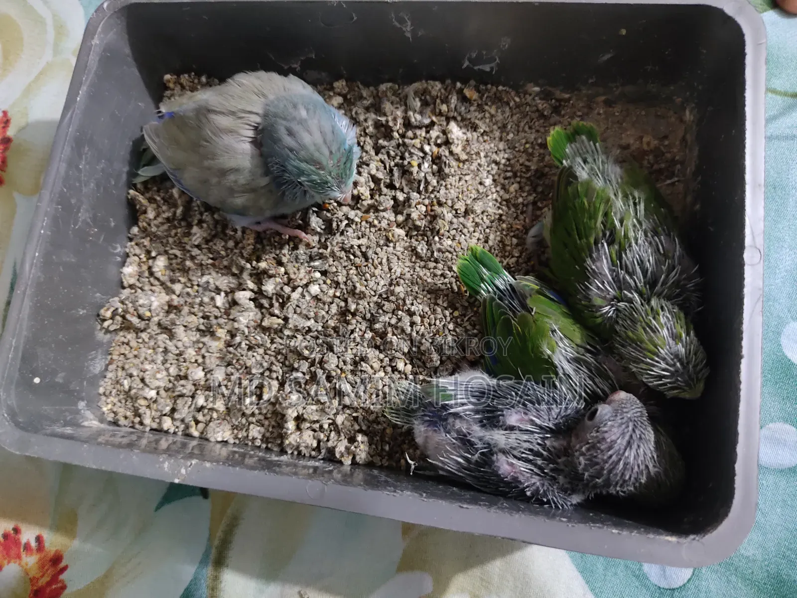 Forpus Marble Fallow Baby