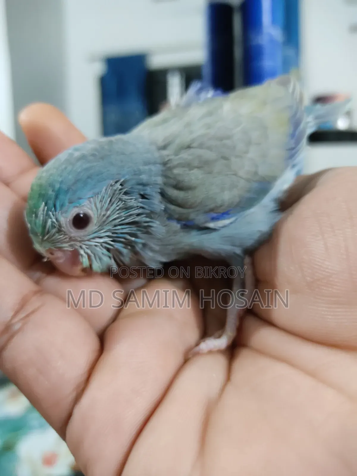 Forpus Marble Fallow Baby