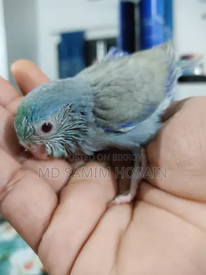 Forpus Marble Fallow Baby