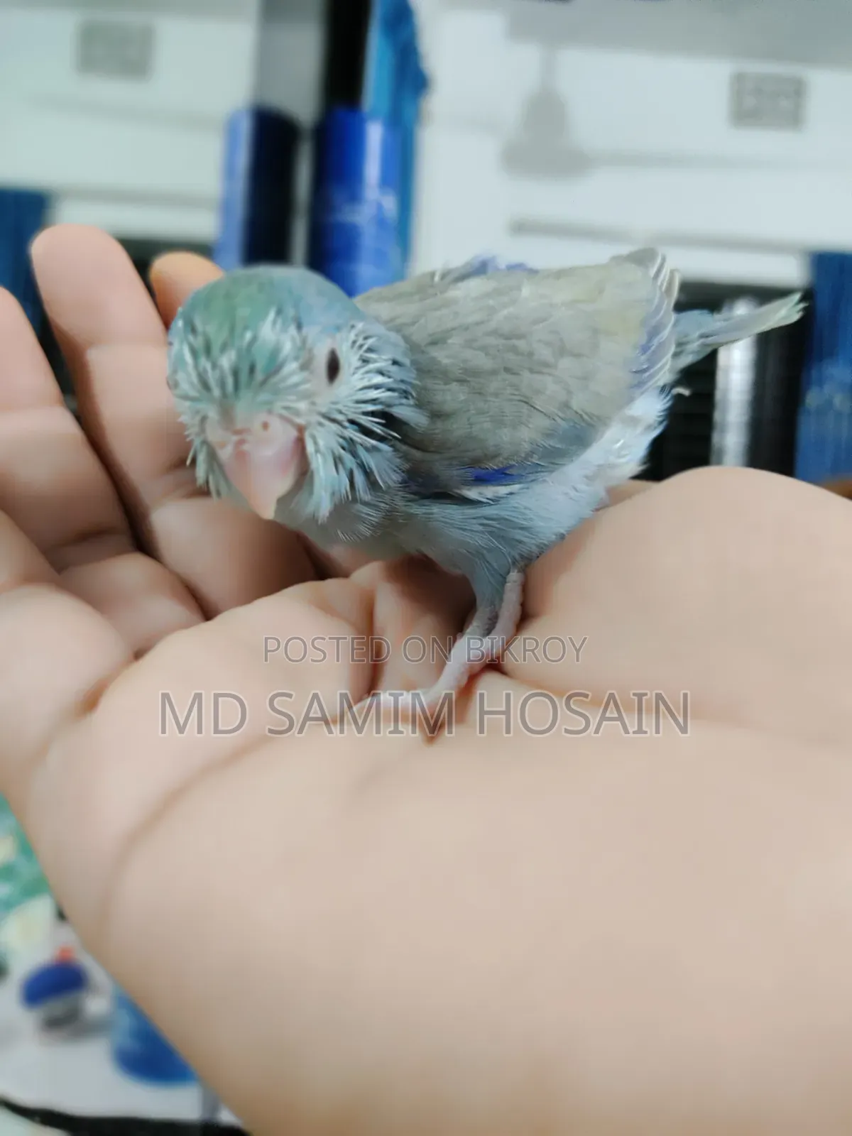 Forpus Marble Fallow Baby