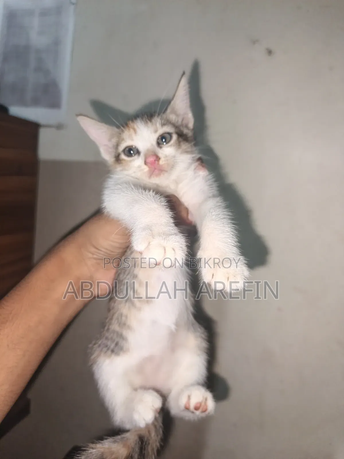 1-3 months Female Mixed Breed Persian
