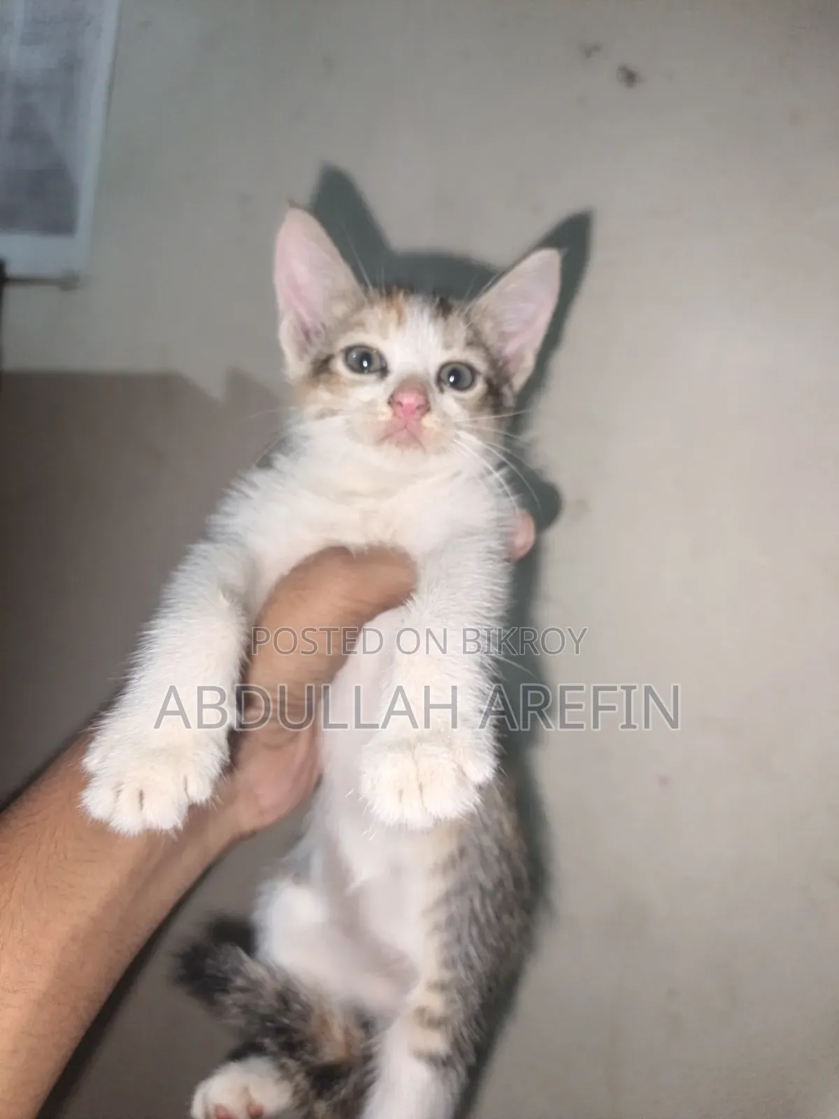 1-3 months Female Mixed Breed Persian