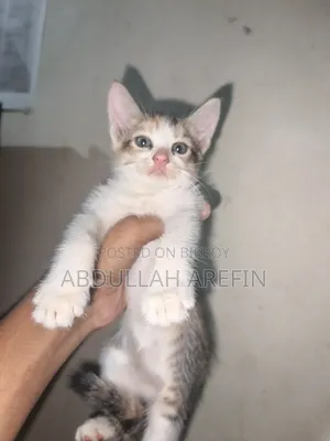 1-3 months Female Mixed Breed Persian