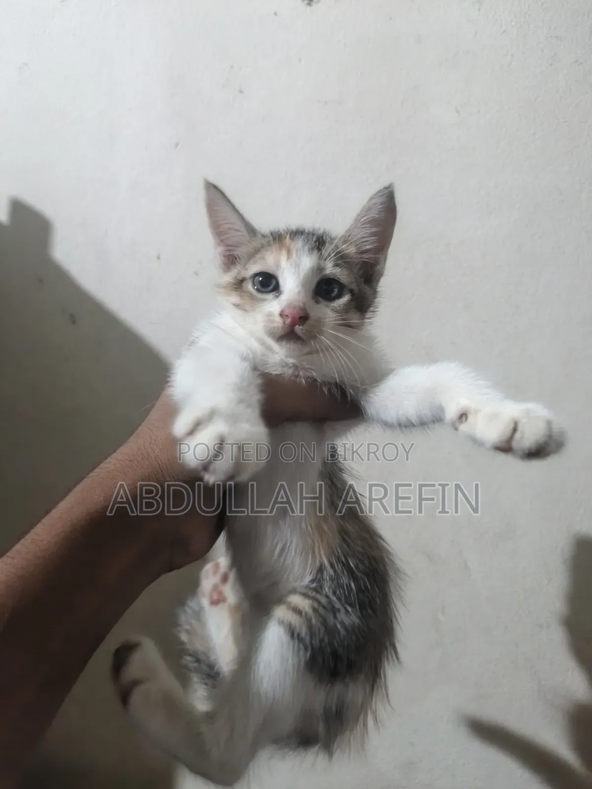 1-3 months Female Mixed Breed Persian