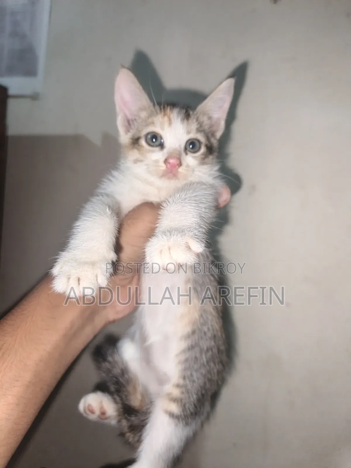 1-3 months Female Mixed Breed Persian