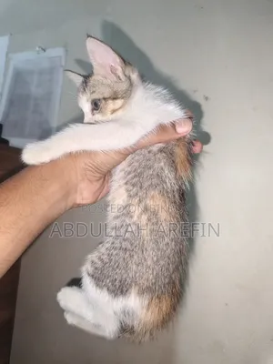 1-3 months Female Mixed Breed Persian