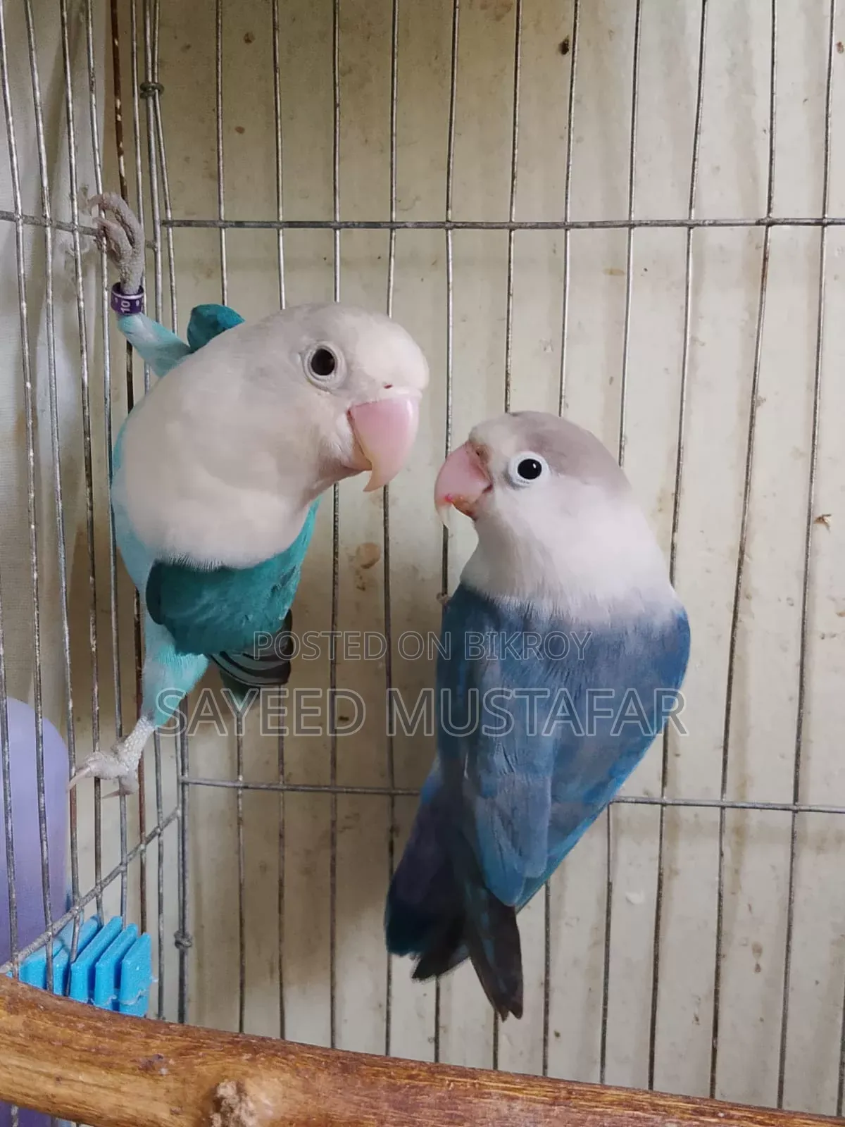রানিং লাভ বার্ড
