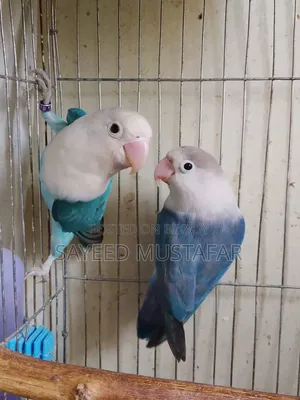 রানিং লাভ বার্ড