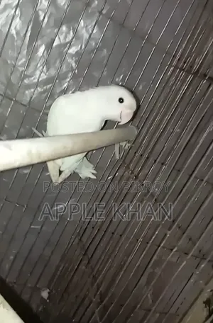 লাভ বার্ড (পুরুষ)